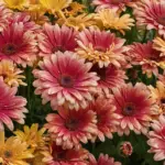 Dalias vibrantes rodeadas de hojas verdes